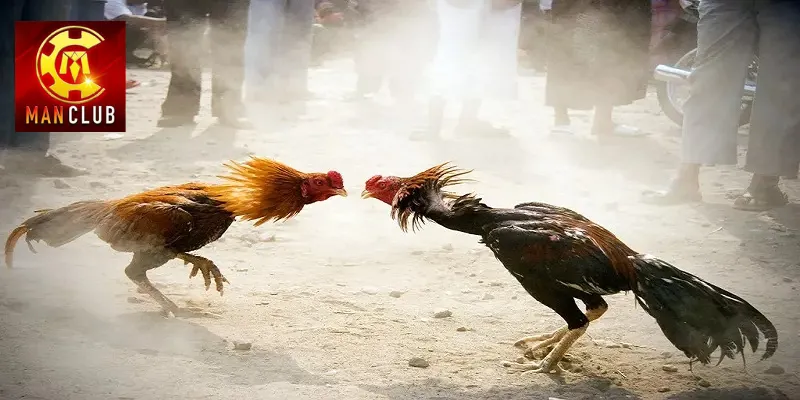 Kết quả chung cuộc của trận đá gà 24 tỷ với chiến thắng của sư kê Mít Trà Cú
